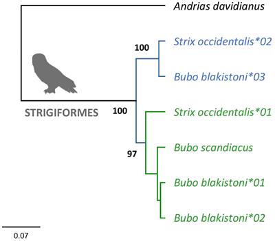 Ancient duplication, coevolution, and selection at the MHC class IIA and IIB genes of birds